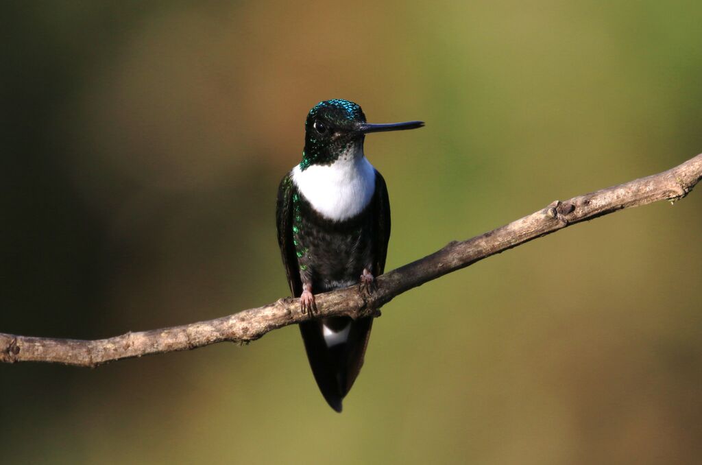 Collared Inca