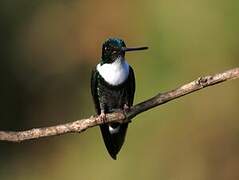 Collared Inca