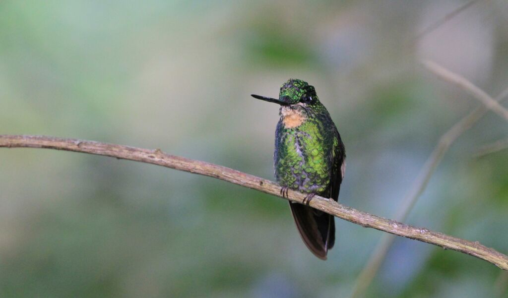 Buff-winged Starfrontlet female