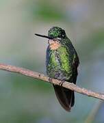 Buff-winged Starfrontlet