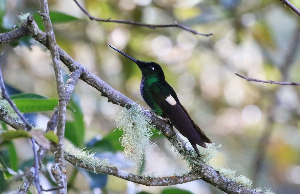 Buff-winged Starfrontlet