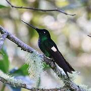 Buff-winged Starfrontlet