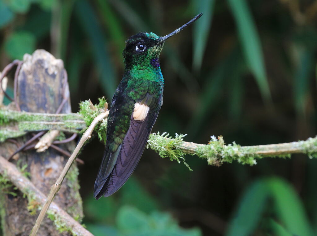 Buff-winged Starfrontlet