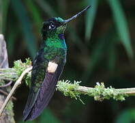 Buff-winged Starfrontlet