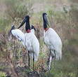 Jabiru d'Amérique