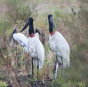 Jabiru d'Amérique