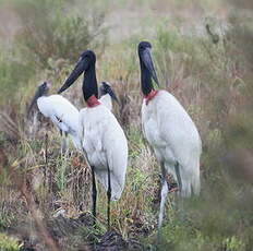 Jabiru d'Amérique