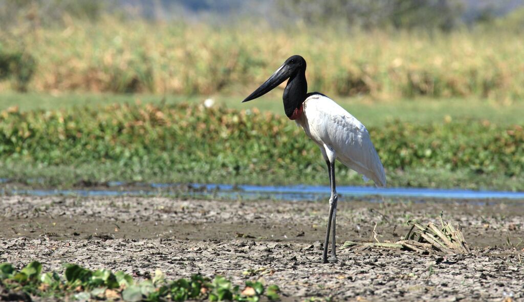 Jabiru