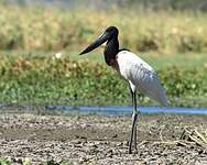 Jabiru d'Amérique