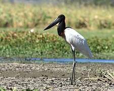 Jabiru