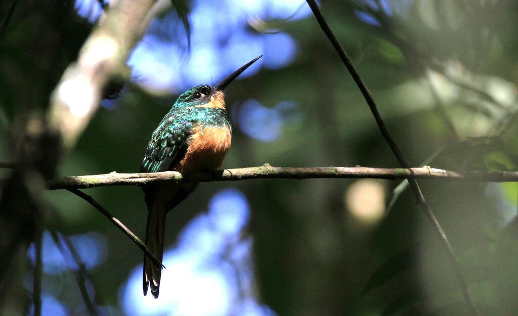 Jacamar à queue rousse