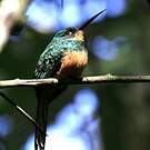 Jacamar à queue rousse