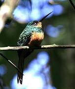 Rufous-tailed Jacamar