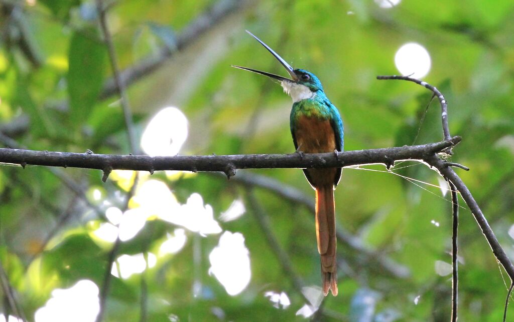 Jacamar à queue rousse