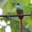 Jacamar à queue rousse