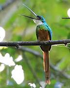 Rufous-tailed Jacamar