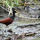 Jacana du Mexique