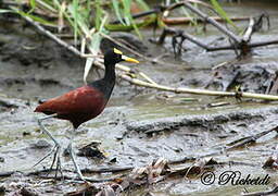 Jacana du Mexique