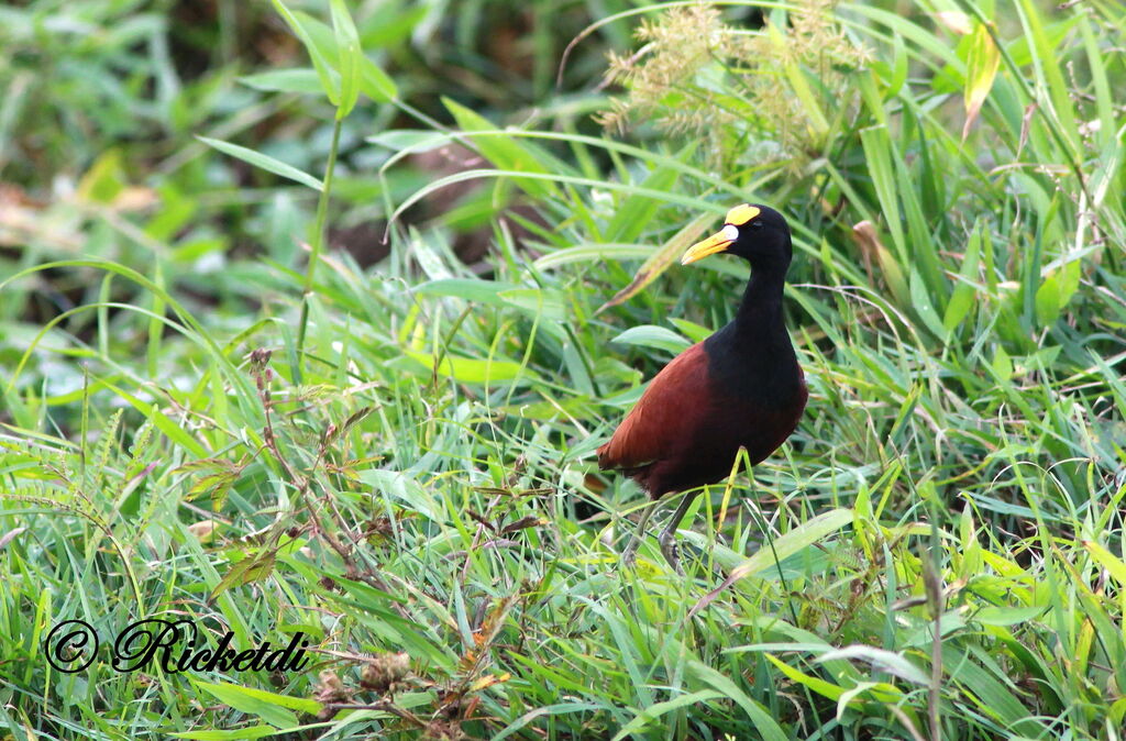 Northern Jacana