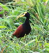 Jacana du Mexique