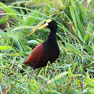 Jacana du Mexique