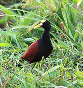 Northern Jacana