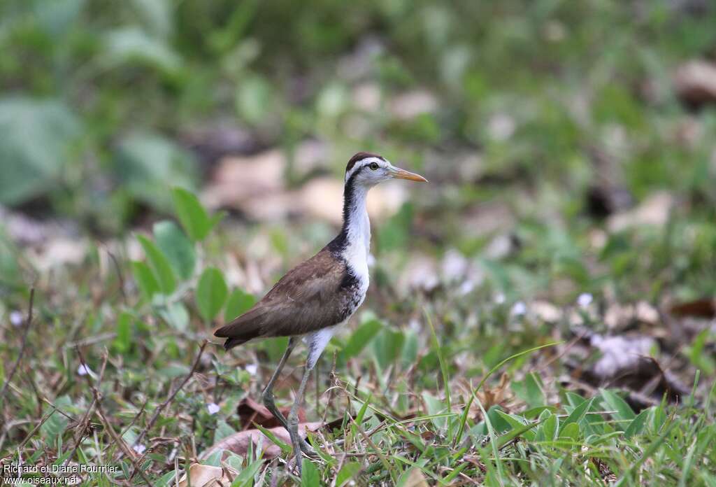 Jacana du Mexiquejuvénile