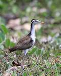 Jacana du Mexique