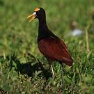 Jacana du Mexique