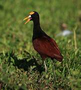 Jacana du Mexique