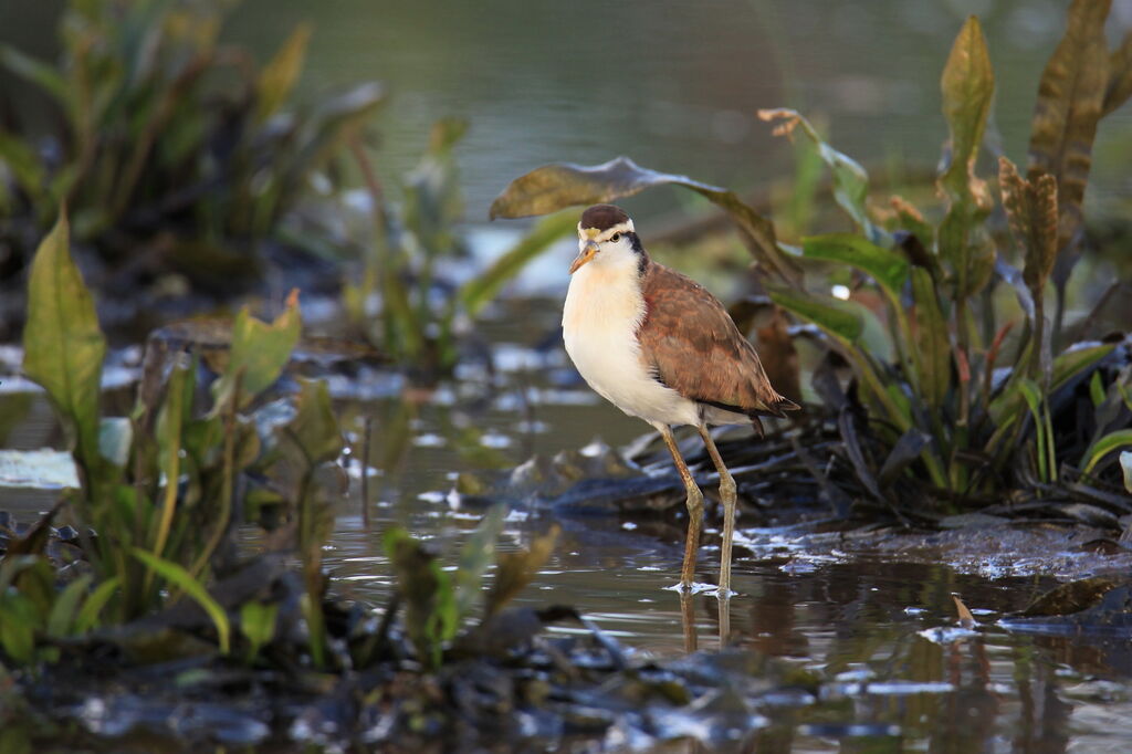 Jacana du Mexiquejuvénile