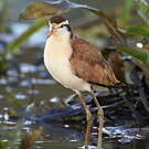 Jacana du Mexique