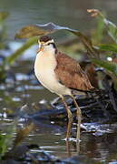 Northern Jacana