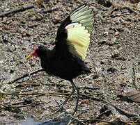 Wattled Jacana