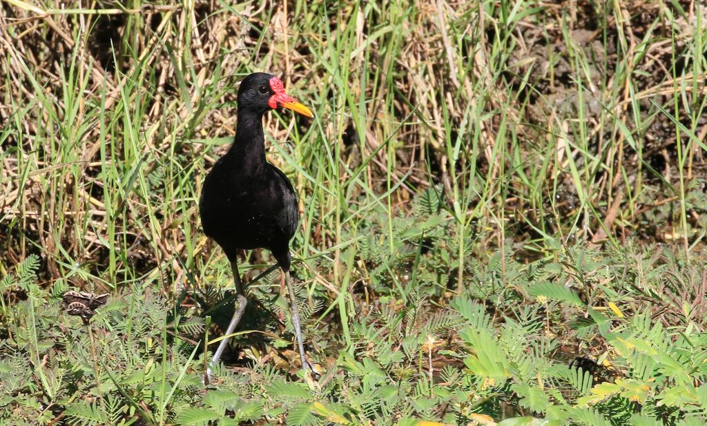 Wattled Jacana