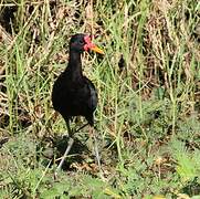 Wattled Jacana