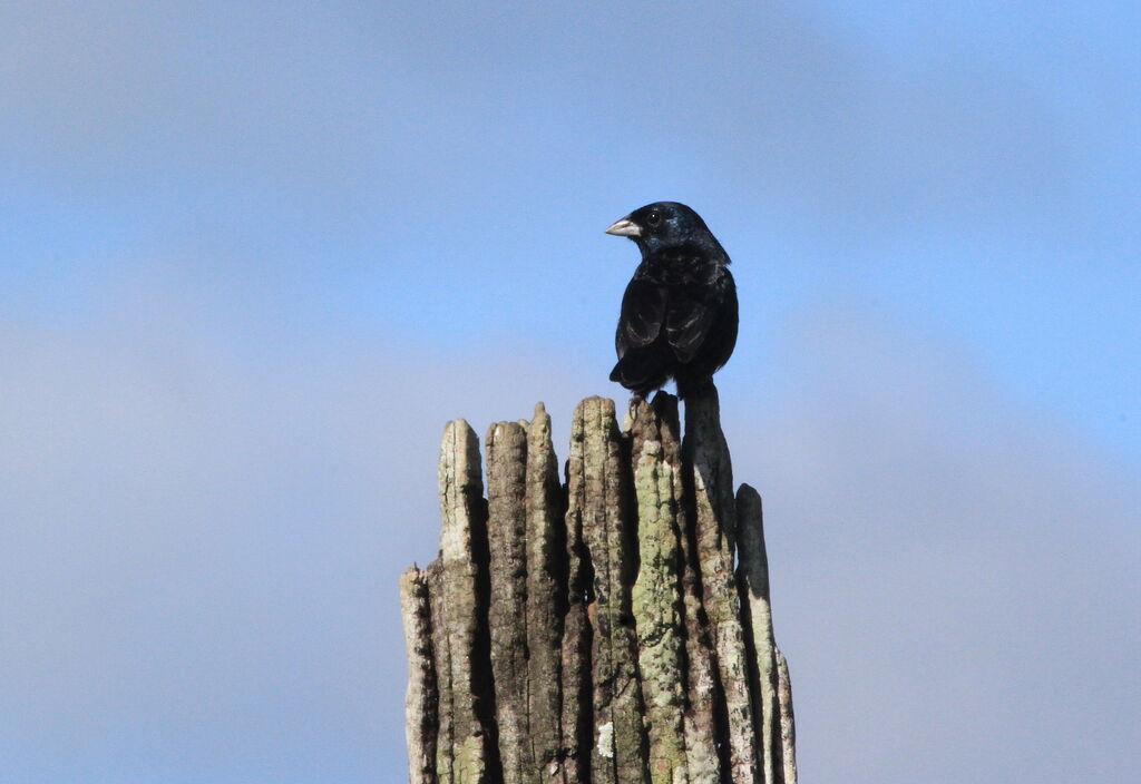 Blue-black Grassquit