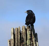 Blue-black Grassquit