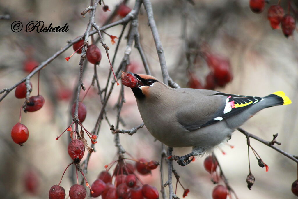 Bohemian Waxwing