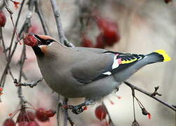 Bohemian Waxwing