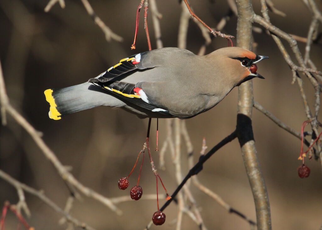 Bohemian Waxwing