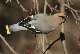 Bohemian Waxwing