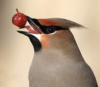 Bohemian Waxwing