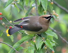 Cedar Waxwing