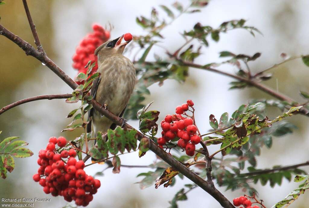 Cedar Waxwingjuvenile, pigmentation, feeding habits