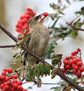 Cedar Waxwing