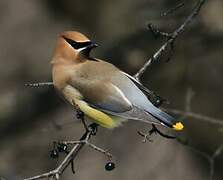 Cedar Waxwing