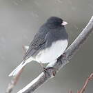 Junco ardoisé