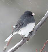 Dark-eyed Junco