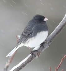 Junco ardoisé